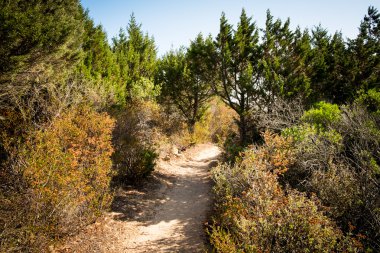 Patika Sardunyalı bitki örtüsü içinde