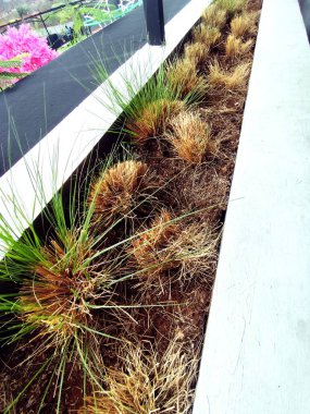 Bahçedeki çimenler