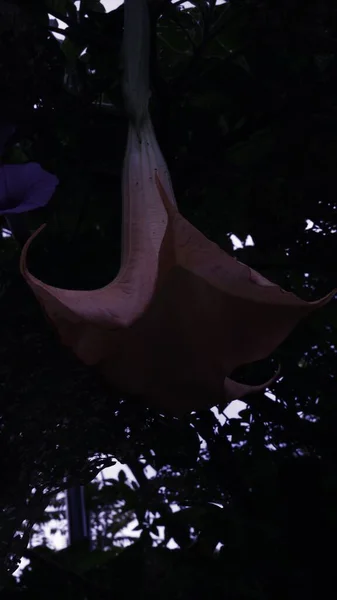 Güzel botanik fotoğrafı, doğal duvar kağıdı.