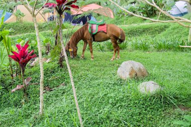Tarladaki güzel bir at manzarası.
