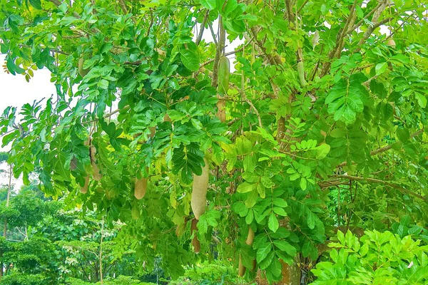 Bahçede yeşil muz yaprağı