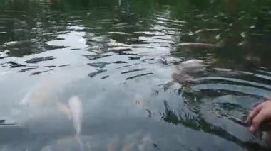 Bir adam nehirde balık tutuyor.