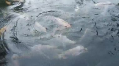 Balıklar gölette yüzer.