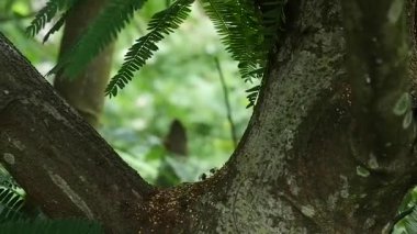 Ormanda yeşil yapraklar