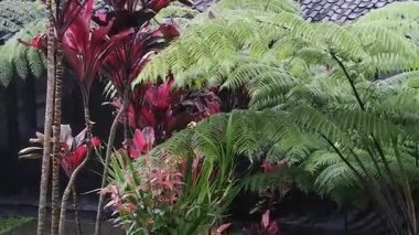 Bahçede yeşil yapraklar