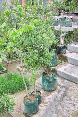 Bahçedeki güzel çiçekler