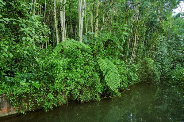 Parktaki nehrin güzel manzarası