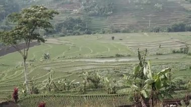 Yeşil pirinç tarlası, bitki örtüsü ve doğa