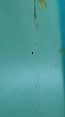 bir sinek yakın çekim