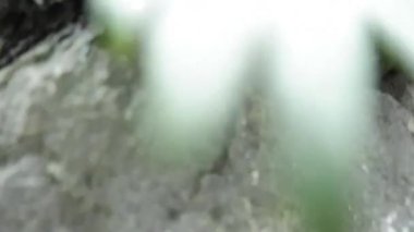 Güzel botanik fotoğrafı, doğal duvar kağıdı.