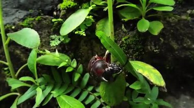 Yeşil bitki, bitki, hayvan.