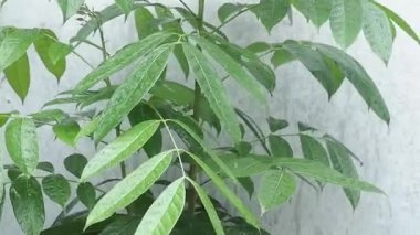 Ağaçtaki yeşil yapraklar