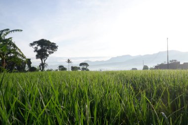 Yeşil pirinç tarlası, mavi gökyüzü ve bulut