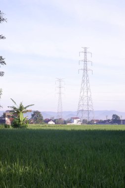 Yeşil pirinç tarlası ve mavi gökyüzü