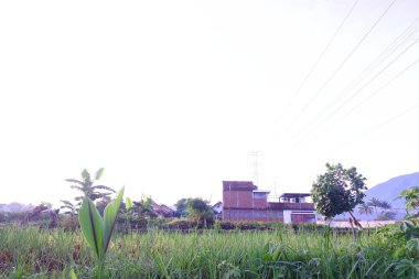 Dağlardaki pirinç tarlaları