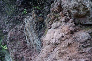ağaç kökleri ve kökleri