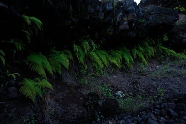 Ormanın güzel manzarası