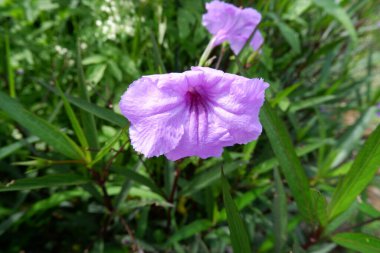 Bahçedeki güzel çiçekler