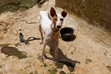 Şehrin ortasında bir köpek oturuyor..