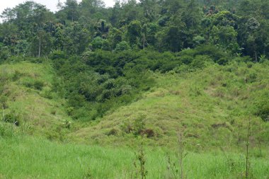 Tayland 'da yeşil pirinç tarlaları