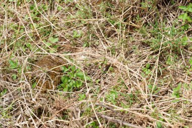 Ormandaki kahverengi çimenler