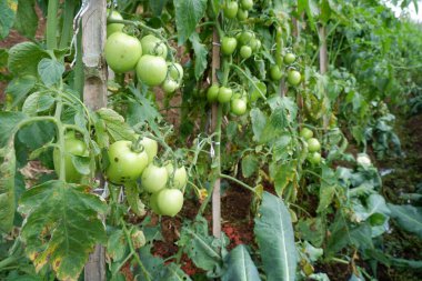 Serada yetişen yeşil domatesler