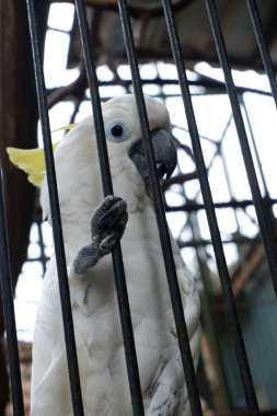 Beyaz papağan kafes içinde