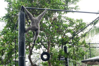 maymun ağaca tırmanıyor.