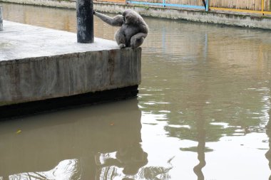 Maymun suda iskelede oturuyor.