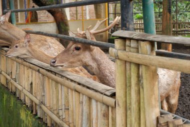 Hayvanat bahçesindeki geyik