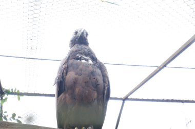 Ormandaki güzel bir kuşun yakın çekimi.