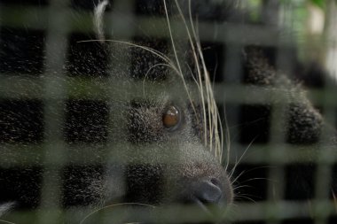 Kafesteki siyah kedi