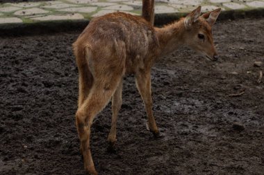 Sonbaharda ormanda parkta genç bir geyik yürür.