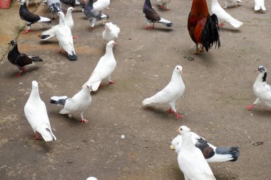 Beyaz ve siyah güvercinler
