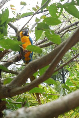 Parkta bir papağan.