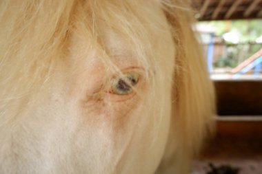 Ahırdaki kahverengi atın gözü