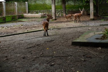 Hayvanat bahçesindeki geyik