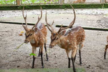 Genç hayvanlar, seçici odaklanma