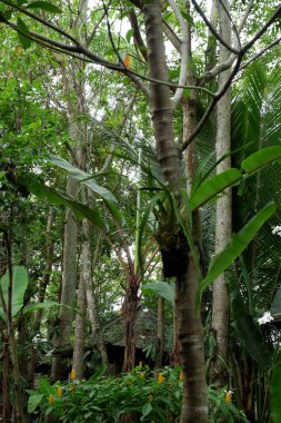 Sri Lanka adasının tropikal ormanları