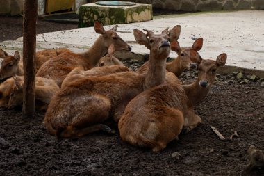 Hayvanat bahçesinde bir grup geyik