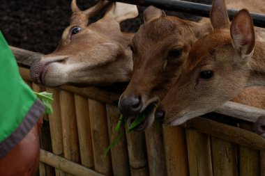 Eşek çiftlikte yeşil bir yaprak yiyor..