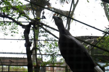 Siyah papağan ağaçta oturuyor.