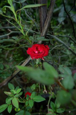 Bahçede kırmızı gül