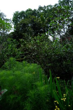 Bahçede yeşil yapraklar.