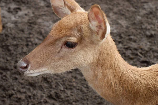 Genç geyik (cervus elaphus) )
