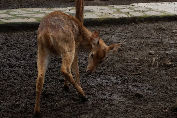 Ormandaki kızıl geyik.