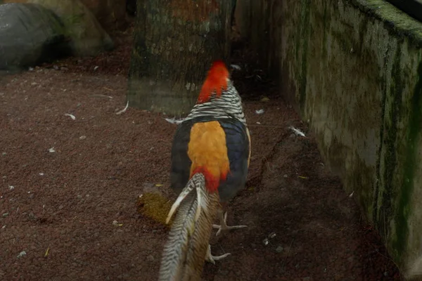 Hayvanat bahçesindeki tavus kuşu