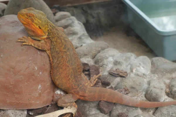 Hayvanat bahçesindeki kırmızı kertenkele