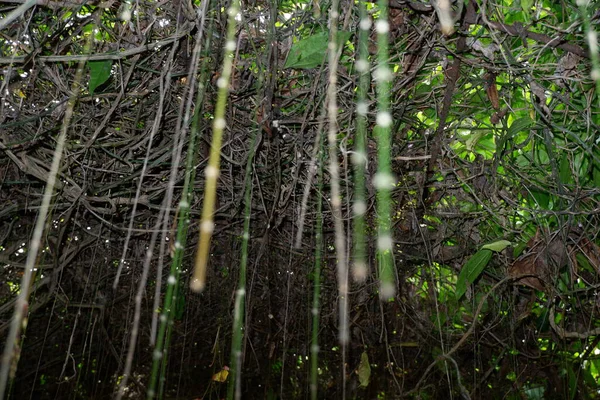 Ormanda yeşil yapraklar