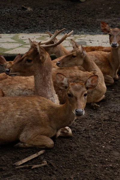 Hayvanat bahçesindeki sevimli bir geyiğin yakın çekimi.
